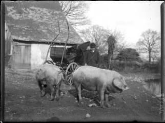 1 vue  - [Deux porcs dans une cour de ferme] / Paul Lotz. (ouvre la visionneuse)